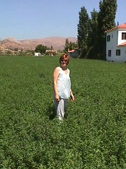Eressos Travel, Lesvos, Greece