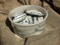 Salted sardines in Lesvos