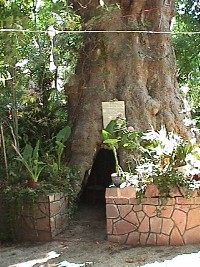 Theophilos Tree in Karina
