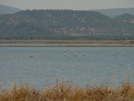 Flamingos in Kaloni, Lesvos