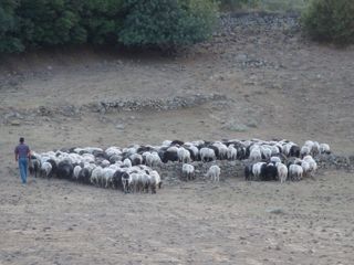 Sheep in Lesvos