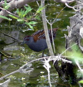 Ballon's Crake, wildbirds, Lesvos, Greece