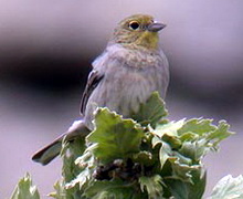 Cinerous Bunting, birds, lesvos, greece