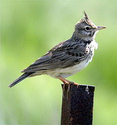 crested lark, birds, lesvos, greece