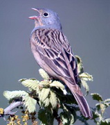 Cretzschmars Bunting birds of Lesvos, Greece