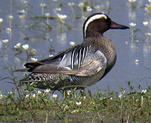 Garganey, birds of lesvos greece