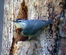 Kruper's Nuthatch, Lesvos, Greece