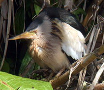 Little Bittern, wildbirds, lesvos, greece