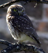 Little Owl, Lesvos, Greece