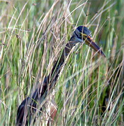 Purple Heron, Lesvos, Greece