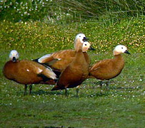 Ruddy Shelduck, Lesvos, birds