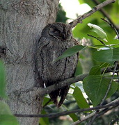 Scops Owl, Lesvos greece