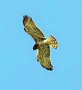 Short-toed Eagle, Lesvos, Greece