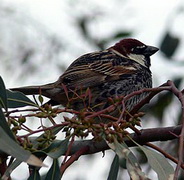 Spanish Sparrow, Lesvos, Greece