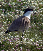 Spur-winged Plover, birds of Lesvos