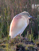 Squacco Heron, Lesvos, Greece