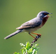 Subalp Warbler, birdwatching in Lesvos