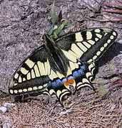 Swallowtail Butterfly, lesvos, greece