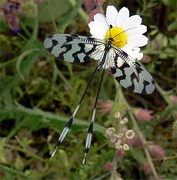 Thread Lacewing, lesvos