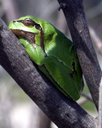 Tree Frog, Lesvos, Greece
