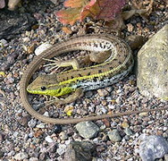 Wall Lizard