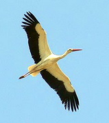 White Stork, Lesvos, Greece