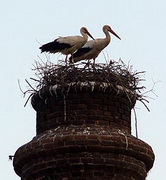 White Storks, Lesvos