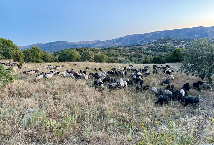 Sheep in Vatousa, Lesvos