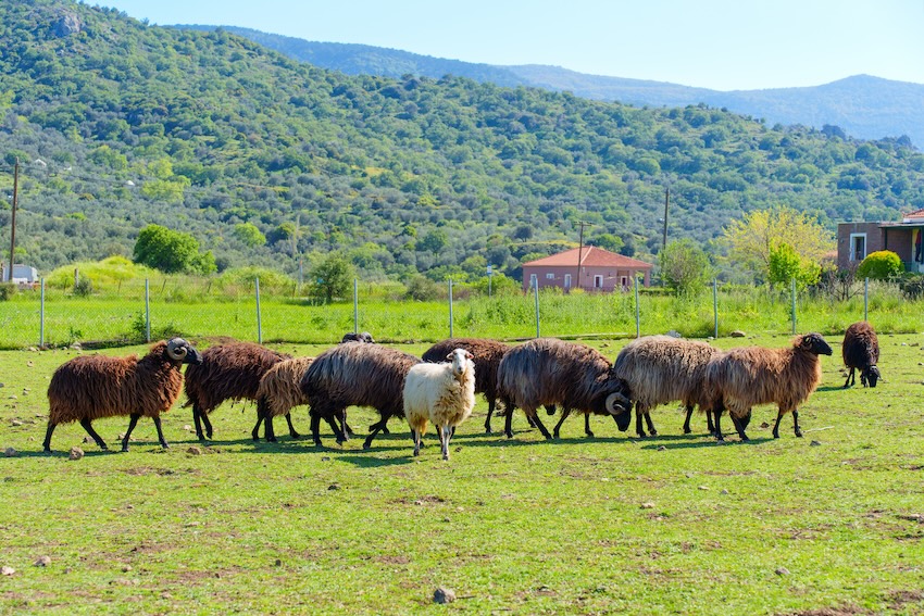 Lesvos Sheep