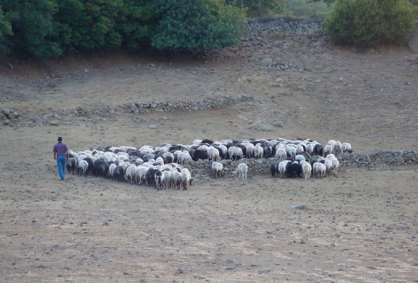 Shepherd in Western Lesvos