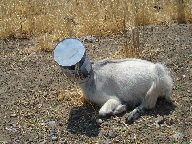 Lesvos goat