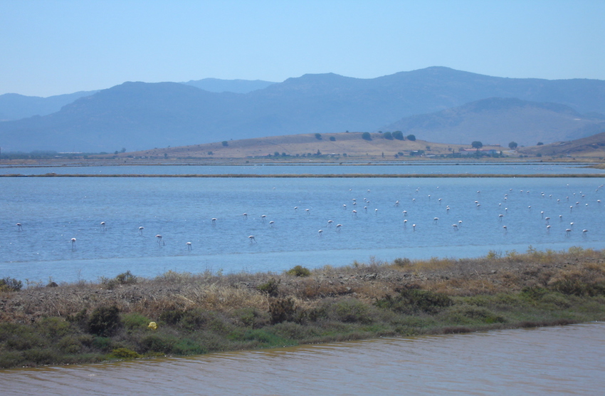 Kaloni Flamingos