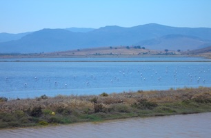Flamingos in Lesvos
