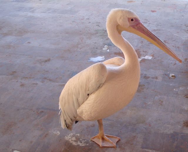 pelican, skala kaloni