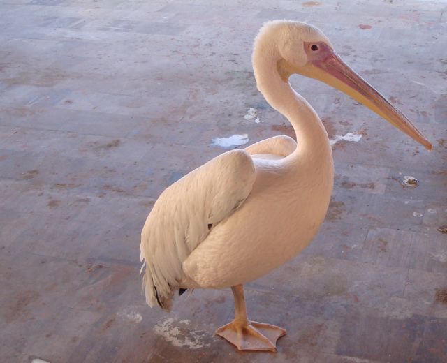 pelican, skala kaloni