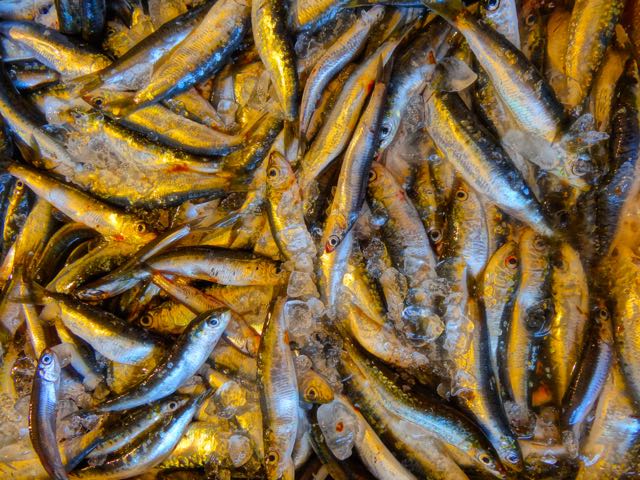 Sardines in Lesvos