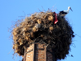 stork in Polychnitou, Lesvos, Greece