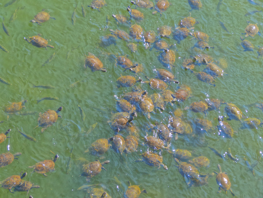 Skala Eressos turtles