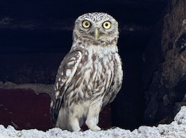 Lesvos birds owl