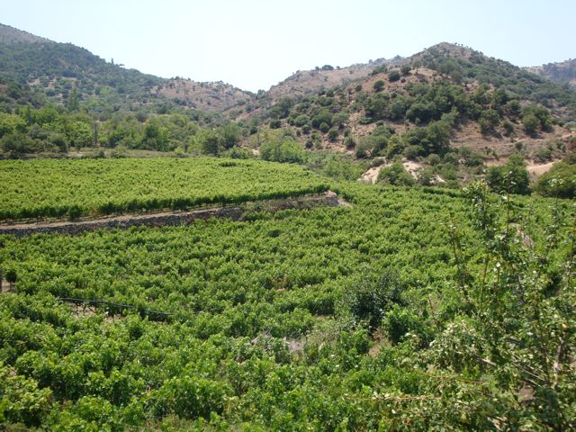 lesvos, greece, wine